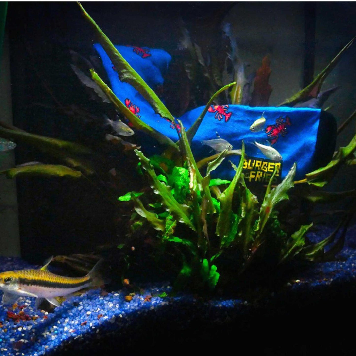 Calze Food Socks BF1008 "Orange Lobster" Socks Burger and Fries